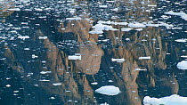 Reflections of cliffs in fjord, water surface strewn with fragments of glacial ice, near Sermeq glacier, Prince Christian Sound, Greenland, 2016.