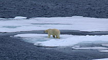Polar bear (Ursus maritimus) walking on melting pack ice, moving between ice floes, Svalbard, Norway, 2016.