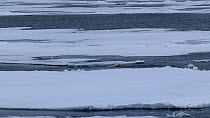 Polar bear (Ursus maritimus) emerging from the sea onto melting pack ice, walks and jumps back in, Svalbard, Norway, 2016.