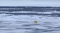 Polar bear (Ursus maritimus) walking on melting pack ice, Svalbard, Norway, 2016.