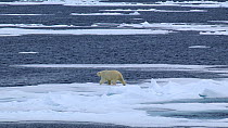 Polar bear (Ursus maritimus) walking on melting pack ice, jumps into water and swims, Svalbard, Norway, 2016.