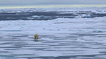 Polar bear (Ursus maritimus) walking on melting pack ice, Svalbard, Norway, 2016.