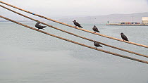 Five Inca terns (Larosterna inca) on ropes, moving with the swell, Chile.
