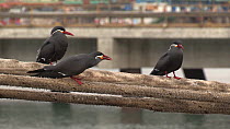 Three Inca terns (Larosterna inca) standing on rope, one with fish, Chile.