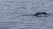 Humpback whale (Megaptera novaeangliae) diving along the Kamtchatka coast, Far East Russia, 2015.