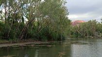 Eucalyptus trees (Eucalyptus) lining the banks of the Ord River, Kimberley, Western Australia, Australia, 2016.