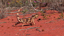 Thorny devil (Moloch horridus) walking, Shark Bay, Western Australia.