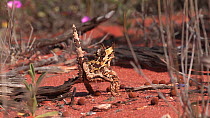 Rear view of a Thorny devil (Moloch horridus) walking, Shark Bay, Western Australia.
