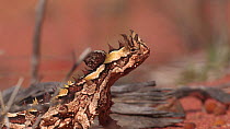 Close-up of a Thorny devil (Moloch horridus) looking around, Shark Bay, Western Australia
