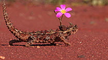 Thorny devil (Moloch horridus)walking around flowering Parakeelya (Calandrinia polyandra), Shark Bay, Western Australia.