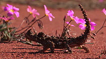 Thorny devil (Moloch horridus) next to flowering Parakeelya (Calandrinia polyandra), Shark Bay, Western Australia.