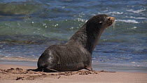 Antarctic fur seal (Arctocephalus tropicalis) exhausted on beach, much further north than its distribution, enters sea, Steep Point, Western Australia, 2018.
