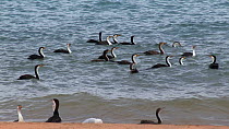 Flock of Pied cormorants (Leucocarbo fuscescens) near the shore, Cape Peron National Park, Western Australia.
