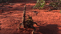 Wide-angle tracking shot of a Thorny devil (Moloch horridus) walking, Shark Bay, Western Australia, 2016.