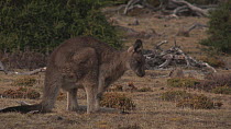 Forester kangaroo (Macropus giganteus tasmaniensis) scratching, Maria Island, Tasmania, Australia.