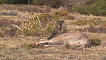 Forester kangaroo (Macropus giganteus tasmaniensis) resting, Maria Island, Tasmania, Australia.
