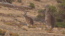 Two Forester kangaroo's (Macropus giganteus tasmaniensis) scratching, Maria Island, Tasmania, Australia.