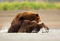 Grizzly bear (Ursus arctos), two fighting in water. Lake Clark National Park, Alaska, USA. September.