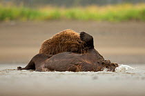 Grizzly bear (Ursus arctos), two fighting in water. Lake Clark National Park, Alaska, USA. September.