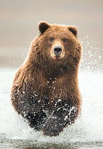 Grizzly bear (Ursus arctos) running through water, portrait. Lake Clark National Park, Alaska, USA. September.