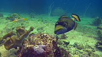 Wide angle shot of a Titan triggerfish (Balistoides viridescens) grazing on coral surface, Uepi Island, Solomon Islands.