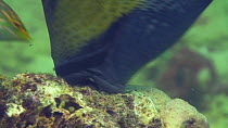 Close up of the mouth of a Titan triggerfish (Balistoides viridescens) grazing on coral surface, Uepi Island, , Uepi Island,