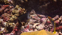 Rockmover wrasse (Novaculichthys taeniourus) lifting rubble coral pieces to find prey, Kitcha Island, Solomon Islands.