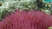 Clarks?s anemone fish (Amphiprion clarkii) swimming around a Sebae anemone (Heteractis crispa), Nusatupe Lagoon, Solomon Islands.