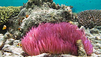 Clarks?s anemone fish (Amphiprion clarkii) swimming around a Sebae anemone (Heteractis crispa), Nusatupe Lagoon, Solomon Islands.