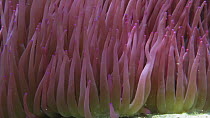 Sebae anemone (Heteractis crispa) feeding, arms moving in current, Nusatupe Lagoon, Solomon Islands.