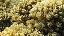 Soft coral polyps closing up (Goniopora), Nusatupe Lagoon, Solomon Islands.