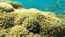 Soft coral colony (Goniopora), Nusatupe Lagoon, Solomon Islands.