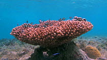 Humbug dascyllus (Dascyllus aruanus) swimming around a coral head (Acropora), with a Cleaner wrasse (Labroides) nearby, Nusatupe Lagoon, Solomon Islands.
