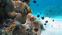 Clark's anemonefish (Amphiprion clarkii) and Three spot damselfish (Dascyllus trimaculatus) swimming around anemone (Stichodactyla), Nusatupe Lagoon, Solomon Islands.