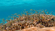 Yellow cardinalfish (Ostorhinchus flavus) swimming over a large coral bommie (Acropora), Nusatupe Lagoon, Solomon Islands.