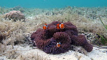 Orange clownfish (Amphiprion percula) living in association with a Haddon's sea anemone (Stichodactyla haddoni), Marovo Lagoon, Solomon Islands.