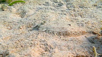 Pacific dover sole (Microstomus pacificus) moving on sand, Marovo Lagoon, Solomon Islands.