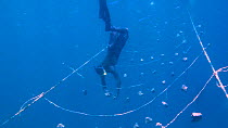 Man diving whilst sponge farming,checking sponges, Nusatupe Lagoon, Solomon Islands, 2011.