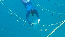 Man diving whilst sponge farming, checking sponge cuttings on lines, Nusatupe Lagoon, Solomon Islands, 2011.