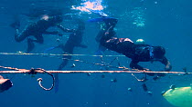 Men diving whilst sponge farming, attaching sponge cuttings to lines, Nusatupe Lagoon, Solomon Islands, 2011.
