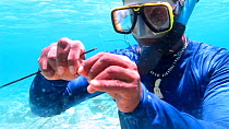 Man diving whilst sponge farming, preparing sponge cuttings to attach to lines, Nusatupe Lagoon, Solomon Islands, 2011.