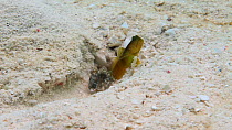 Banded prawn goby (Cryptocentrus cinctus) and alpheid shrimp mutualism, the goby keeps watch while the shrimps dig and clean their burrow in the sand, Uepi Island, Solomon Islands.