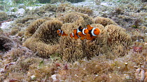 Orange clownfish (Amphiprion percula) around a Haddon's sea anemone (Stichodactyla haddoni), Marovo Lagoon, Solomon Islands.