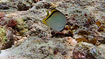 Vagabond butterflyfish (Chaetodon vagabundus) swimming, looking for food, Uepi Island, Solomon Islands.
