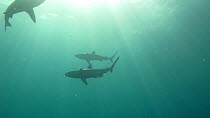 Three Grey reef sharks (Carcharhinus amblyrhynchos) swimming, one with a Remora (Echeneis), Uepi Island, Solomon Islands.