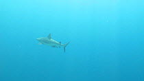 Grey reef shark (Carcharhinus amblyrhynchos) swimming, with a Remora (Echeneis), Uepi Island, Solomon Islands.