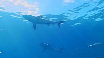 Black tip reef shark (Carcharhinus melanopterus) swimming, view from below, Uepi Island, Solomon Islands.