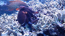 Common reef octopus (Octopus cyanea) hunting, with Coral trout (Plectropomus) following to pick up scraps, Uepi Island, Solomon Islands.