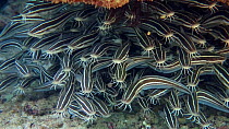 Striped catfish (Plotosus lineatus) school, Ningaloo Reef, Solomon Islands.