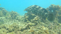 Malabar grouper (Epinephelus malabaricus) predating on a Goatfish (Upeneus), Ningaloo Reef, Solomon Islands.